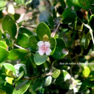 Eugenia buxifolia Bois de nèfles à petites feuilles Myrtaceae Endémique La Réunion 1239.jpeg